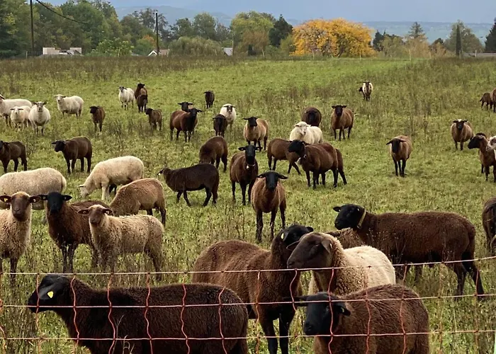 Alojamento de Acomodação e Pequeno-almoço Domaine En Trembley Commugny